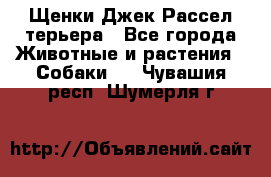 Щенки Джек Рассел терьера - Все города Животные и растения » Собаки   . Чувашия респ.,Шумерля г.